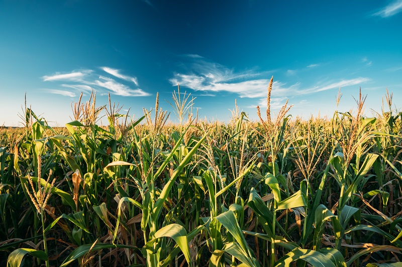 Jaki łańcuch do koszenia kukurydzy wybrać?